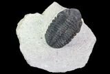 Bargain, Austerops Trilobite - Visible Eye Facets #106039-3
